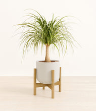 Load image into Gallery viewer, Natural Bamboo stand:bamboo
