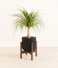 Load image into Gallery viewer, Stone Black stand:walnut
