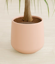 Load image into Gallery viewer, Gentle Pink stand:all
