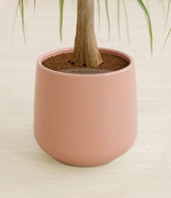 Load image into Gallery viewer, Calm Rose stand:all
