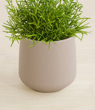 Load image into Gallery viewer, Eternal Gray stand:all
