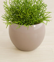 Load image into Gallery viewer, Desert Brown stand:all
