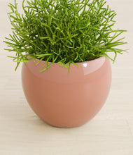 Load image into Gallery viewer, Calm Rose stand:all
