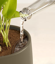 Load image into Gallery viewer, Olive stand:all
