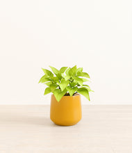 Load image into Gallery viewer, Mustard*****Profile
