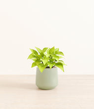 Load image into Gallery viewer, Turquoise*****Profile
