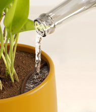 Load image into Gallery viewer, Mustard stand:all
