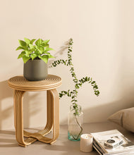 Load image into Gallery viewer, Olive
