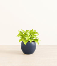 Load image into Gallery viewer, Deep Navy*****Profile
