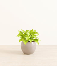 Load image into Gallery viewer, Desert Brown*****Profile
