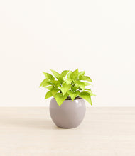 Load image into Gallery viewer, Winter Clouds*****Profile
