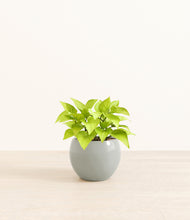 Load image into Gallery viewer, Deep Ocean*****Profile
