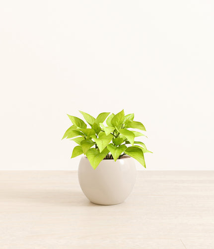 Shiny EggWhite*****Profile