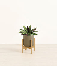 Load image into Gallery viewer, Olive stand:bamboo
