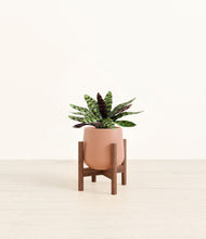 Load image into Gallery viewer, Calm Rose stand:walnut
