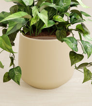 Load image into Gallery viewer, Almond Green stand:all
