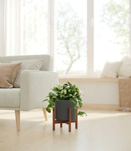 Load image into Gallery viewer, Dark Olive stand:walnut
