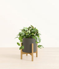 Load image into Gallery viewer, Dark Olive stand:bamboo
