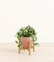 Load image into Gallery viewer, Calm Rose stand:bamboo
