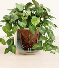 Load image into Gallery viewer, Almond Green stand:all
