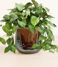 Load image into Gallery viewer, Olive stand:all
