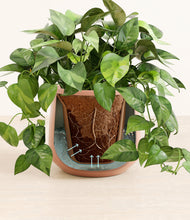 Load image into Gallery viewer, Calm Rose stand:all
