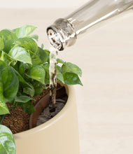 Load image into Gallery viewer, Almond Green stand:all
