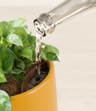 Load image into Gallery viewer, Mustard stand:all
