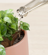 Load image into Gallery viewer, Calm Rose stand:all
