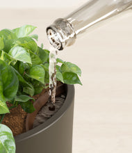 Load image into Gallery viewer, Dark Olive stand:all
