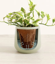 Load image into Gallery viewer, Turquoise stand:all
