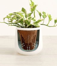 Load image into Gallery viewer, White stand:all
