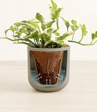 Load image into Gallery viewer, Sage Green stand:all
