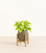 Load image into Gallery viewer, Olive stand:bamboo
