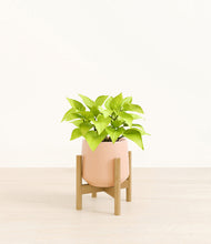 Load image into Gallery viewer, Gentle Pink stand:bamboo
