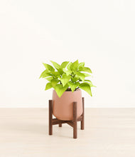 Load image into Gallery viewer, Calm Rose stand:walnut

