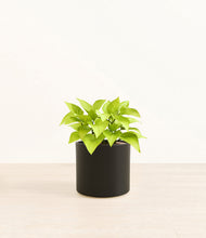 Load image into Gallery viewer, Black*****Profile
