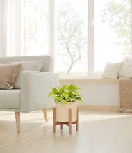 Load image into Gallery viewer, Cream stand:bamboo
