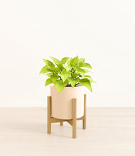 Load image into Gallery viewer, Cream stand:bamboo
