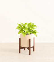 Load image into Gallery viewer, Cream stand:walnut
