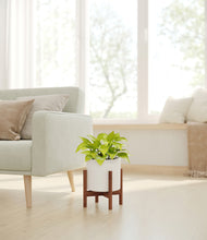 Load image into Gallery viewer, White stand:walnut
