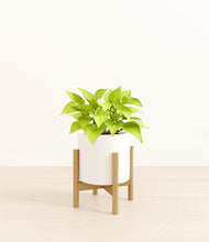 Load image into Gallery viewer, White stand:bamboo
