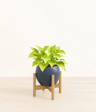 Load image into Gallery viewer, Deep Navy stand:bamboo
