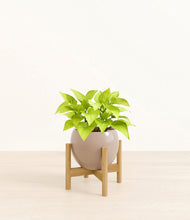 Load image into Gallery viewer, Desert Brown stand:bamboo
