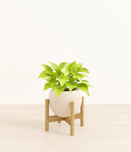 Load image into Gallery viewer, Shiny EggWhite stand:bamboo
