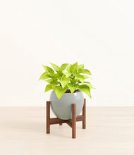 Load image into Gallery viewer, Deep Ocean stand:walnut
