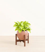 Load image into Gallery viewer, Calm Rose stand:walnut
