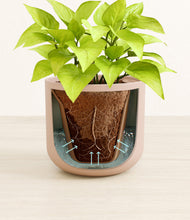 Load image into Gallery viewer, Sandy Pink stand:all
