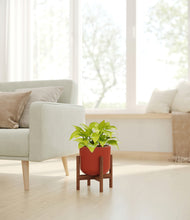 Load image into Gallery viewer, Earth Red stand:walnut
