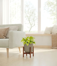 Load image into Gallery viewer, Sage Green stand:walnut
